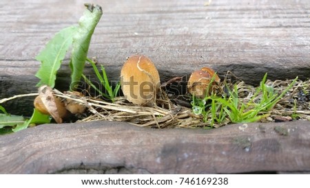 Yellow wild mushrooms growing out of wood planks amongst dry and green grass, side view