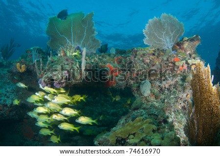 Reef Composition with fish aggreagation picture taken in south east Florida.