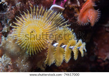 Yellow Christmastree worm picture taken in south east Florida.
