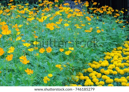 the beautiful yellow cosmos flowers and marigold are blooming in full field
