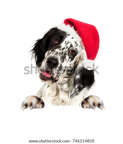 dog in a New Year's hat, english setter 