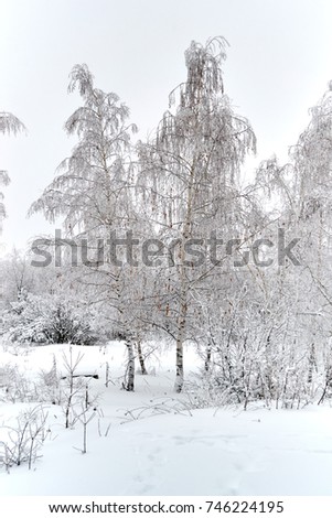 Birch winter, trees in the snow on the road, with snowdrifts, without leaves