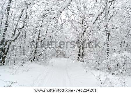 Trees, shrubs and alley with Winter road