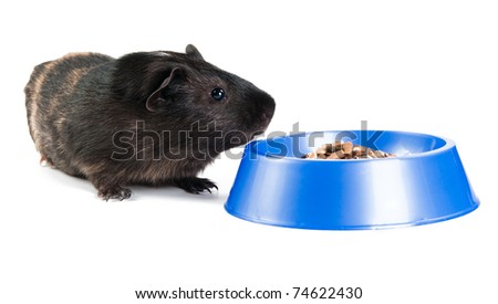 guinea pig eating  on the white background