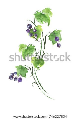 Green branch with berries of black currant, leaves on white isolated background. Watercolor illustration for your design.