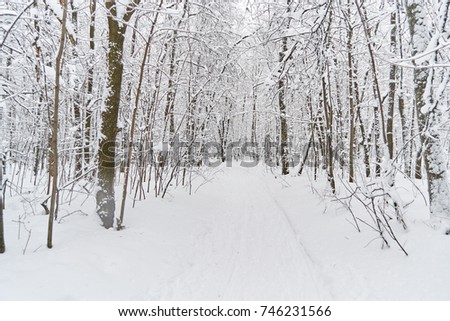 Forest winter forest with trees and bushes with snow-covered roads