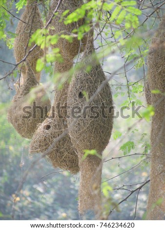 Group of Nests of Baya Weaver sparrow Bird hanging high on tree in natural habitat