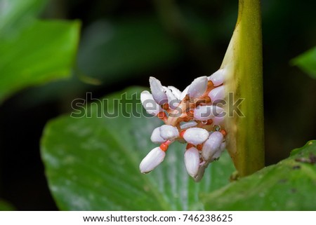 Closeup wet pale pink flower of Alpinia havilandii, flowering plants in ginger family at Kinabalu national park, Malaysia, Asia
