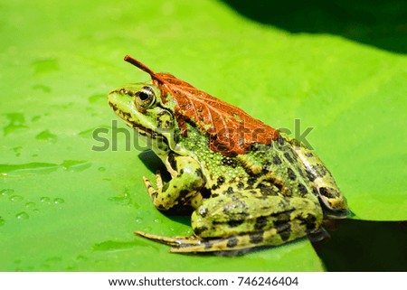 A frog with a orange leaf on its back sits on a leaf of a water lily on a lake in the middle of a forest on a warm, sunny summer day II