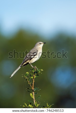 Northern Mockingbird perched on a Holly bush