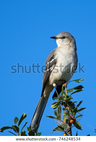 Northern Mockingbird perched on a Holly bush