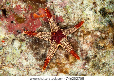 Necklace Sea Star