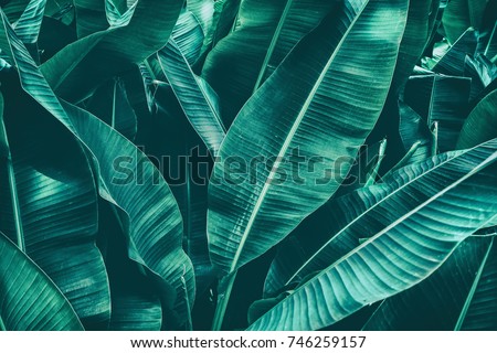 tropical banana leaf texture, jungle palm foliage nature green background