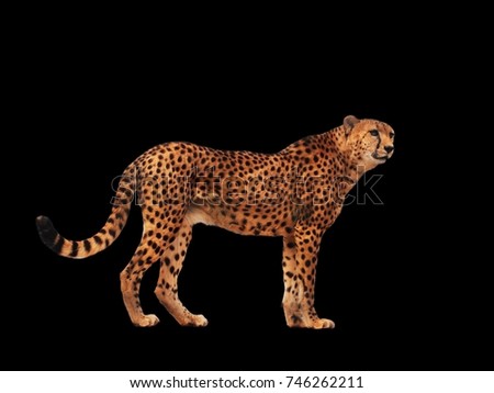 Cheetah spotted isolated at black