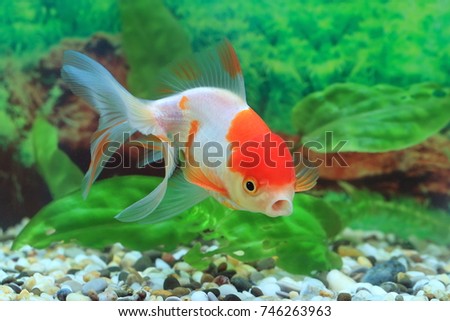 Carassius gibelio forma auratus. Oranda red cap in the aquarium