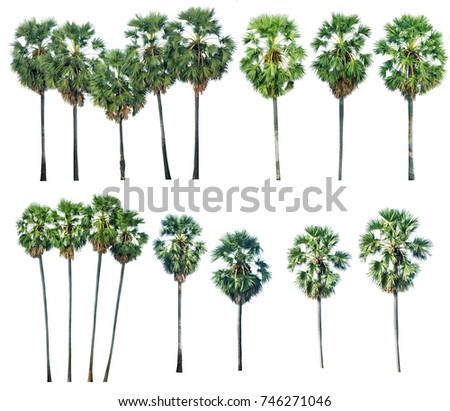 Isolated trees on white background , The collection of trees.trees palm