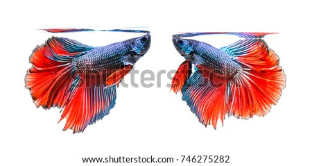fighting of two fish isolated on white background. (siamese fighting fish)