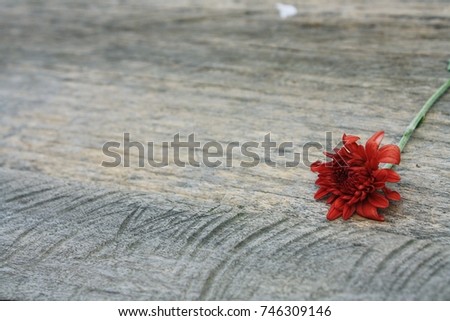 red flower and wood background