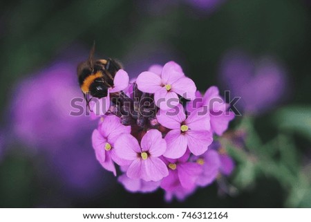 Pink flower isolated with bee