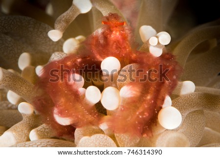 orangutan crab in an anemone