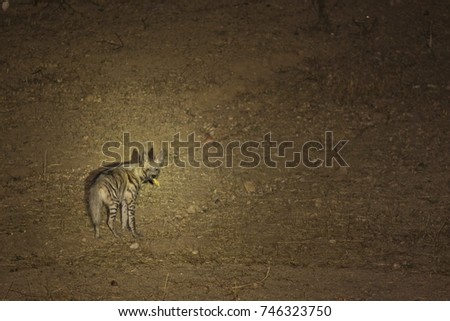 Striped Hyena feasting on poultry waste during night hours 