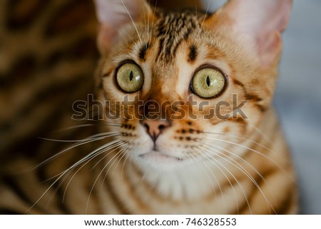 bengal cat on blue bed