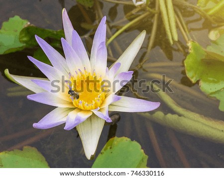 Insects into the pollen in the white lotus.