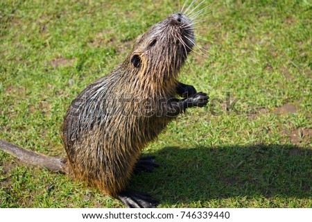 the picture shows wild living nutria 