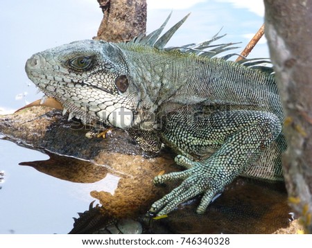 
Green iguana (Iguana iguana) Iguanidae family. Amazon rainforest, Brazil

