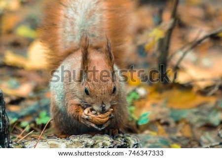 Autumn. Protein eats a nut