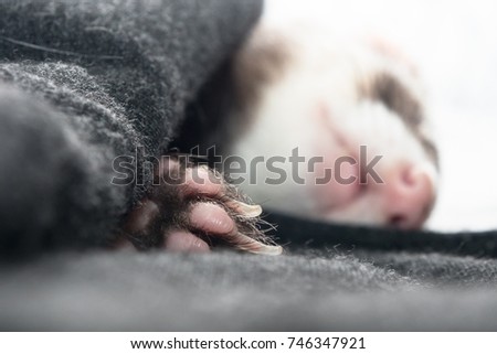 Close up of a sleeping ferret paw