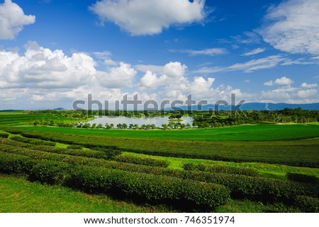 Tea plantation field with cloudy blue sky at Singha Park, Chiangrai, Thailand