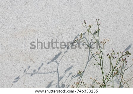 flowers are up against the wall in the morning light shines into effect it produces beautiful images.