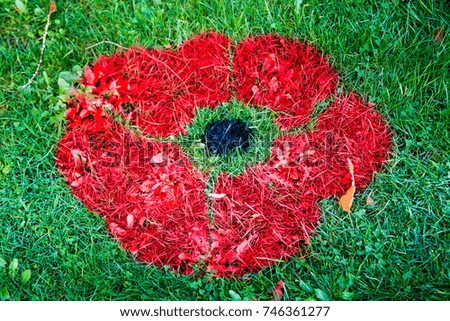 poppy painted on grass