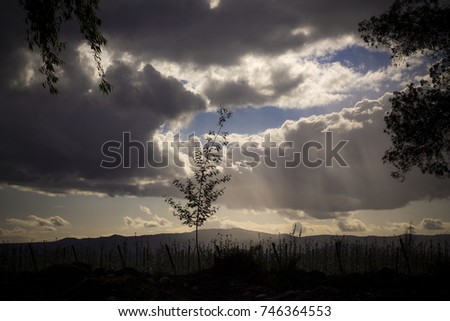 young tree silhouette on background of clouds and sun rays