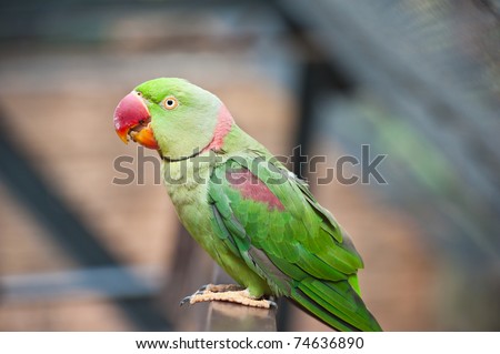 Ã Â¸ÂºBeautiful Green Parrot Bird