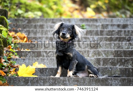 Cute black mixed-breed dog (mutt) sitting on the stairs in the park (autumn season) Royalty-Free Stock Photo #746391124
