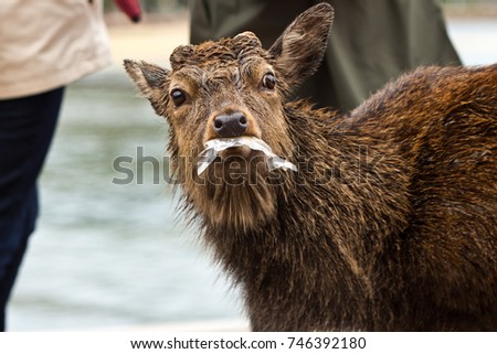 wild sika deer eating plastic on mijamina island near Hroshima, Japan