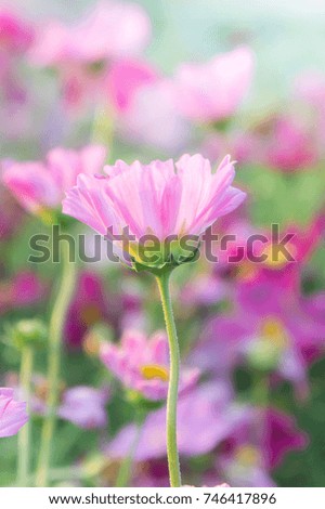 cosmos flowers in the garden , pink flowers