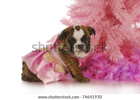 female puppy - english bulldog dressed like an angel in pink on white background