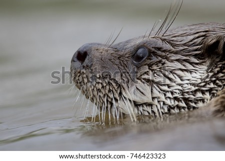euroasian otter close up portrait while swimming with fish