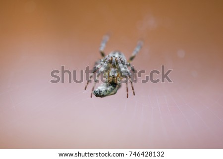 Cross spider in net eating prey. Fly caught in spider net.