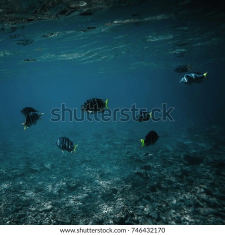 Sea fishes under water