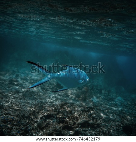Sea fishes under water