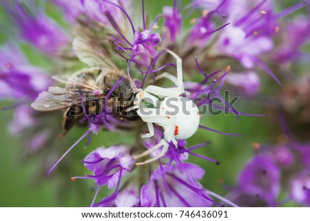 White crab spider eating bee on purple flower. Misutnena vatia