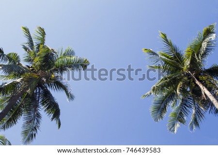 Two palm tree frame on blue sky background. Natural coco palm photo. Summer vacation travel banner template. Exotic palm leaf ornament. Tropical island nature. Green palm tree silhouette in sun light