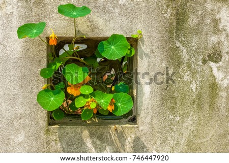 Decorative window in ancient wall of chinese temple with wild plant with flowers