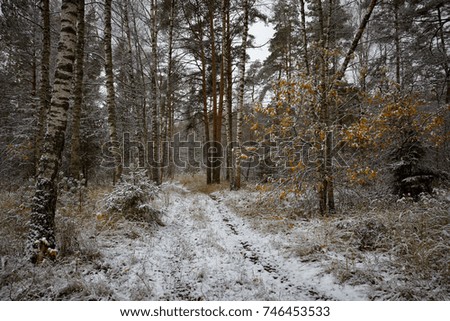 Picture of the autumn wood in snow