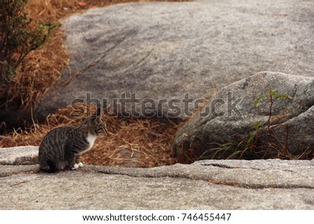 Wild cat living on a mountain