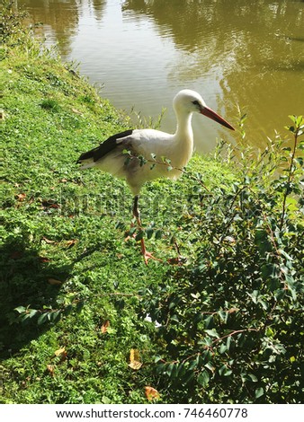 stork. stork near lake and green trees. autumn stork